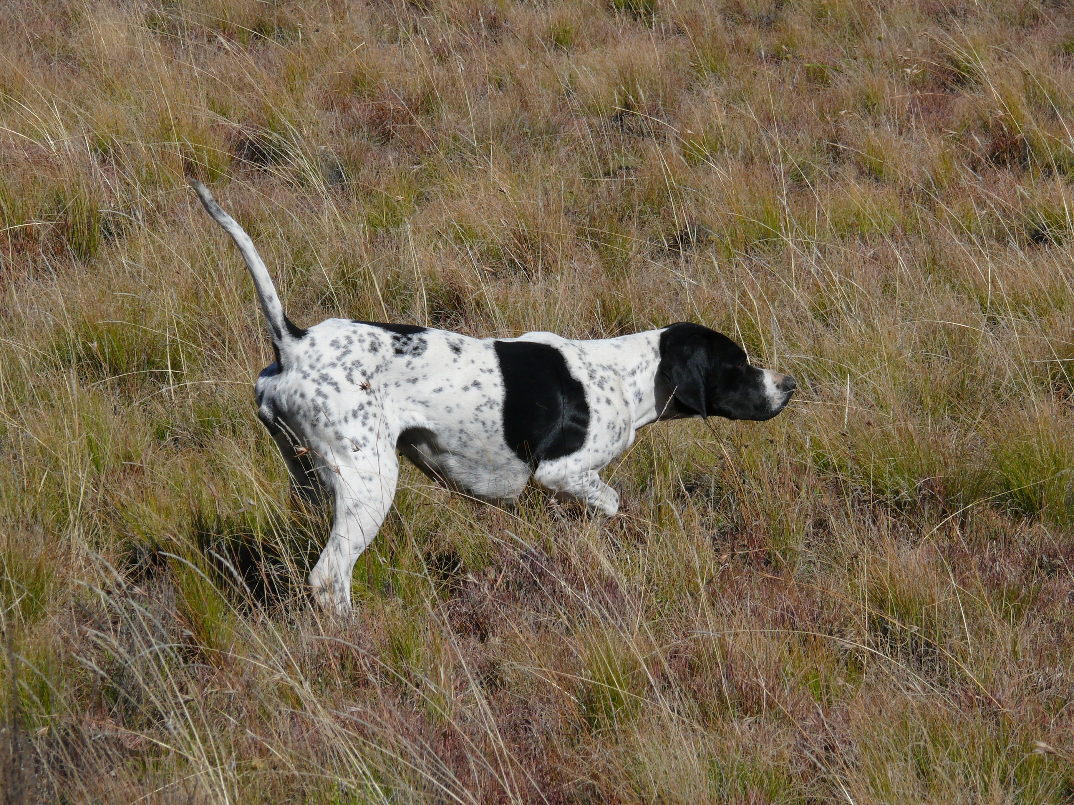 Английский пойнтер — классическая охотничья собака с выдержанным характером