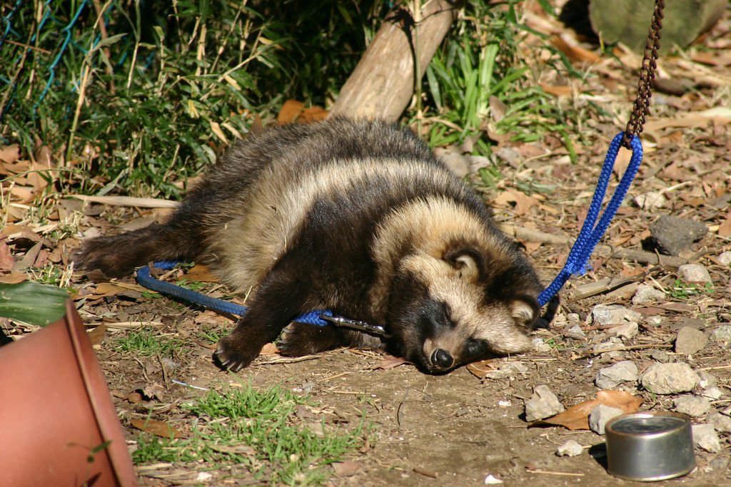 Тануки енотовидная собака фото