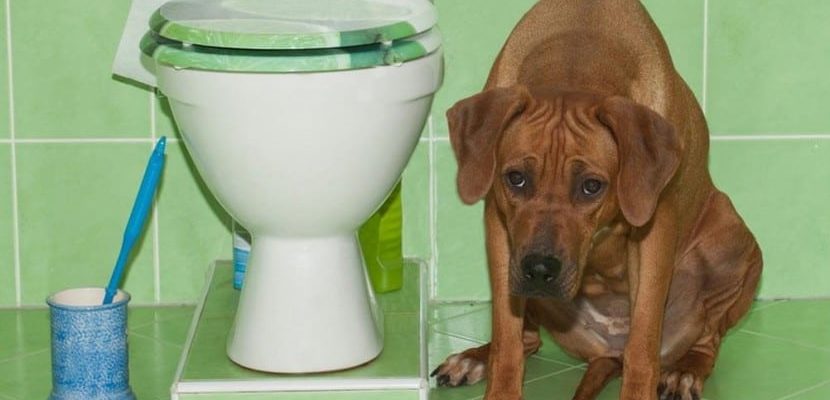 Собака писается под себя или в туалете: причины