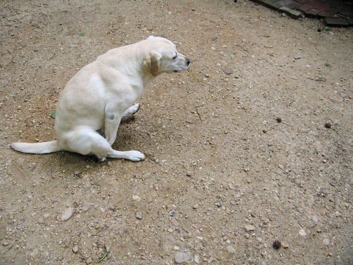 Почему собака ездит на попе по полу: что это значит