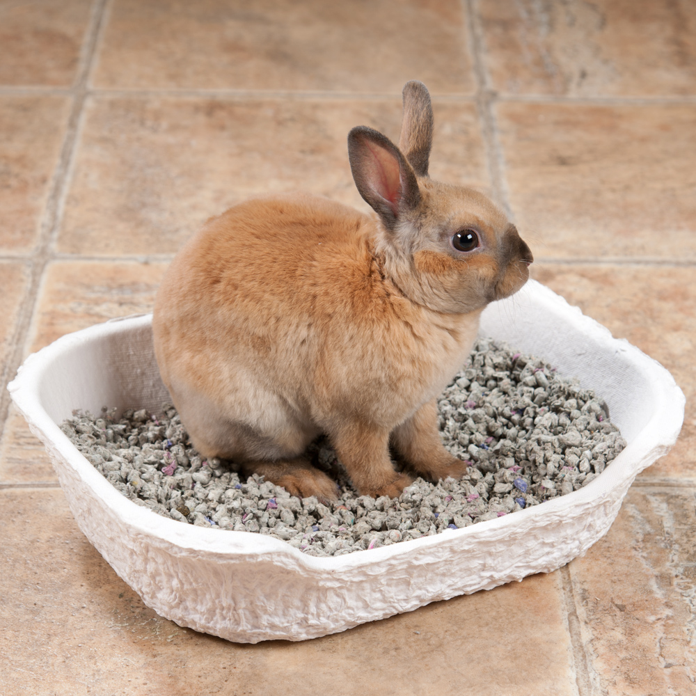 Как приучить кролика к лотку в клетке в квартире