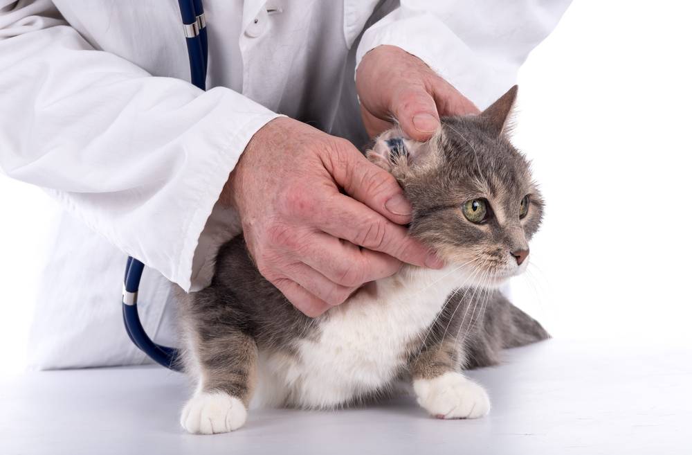 Отравление у кошки: признаки и первая помощь