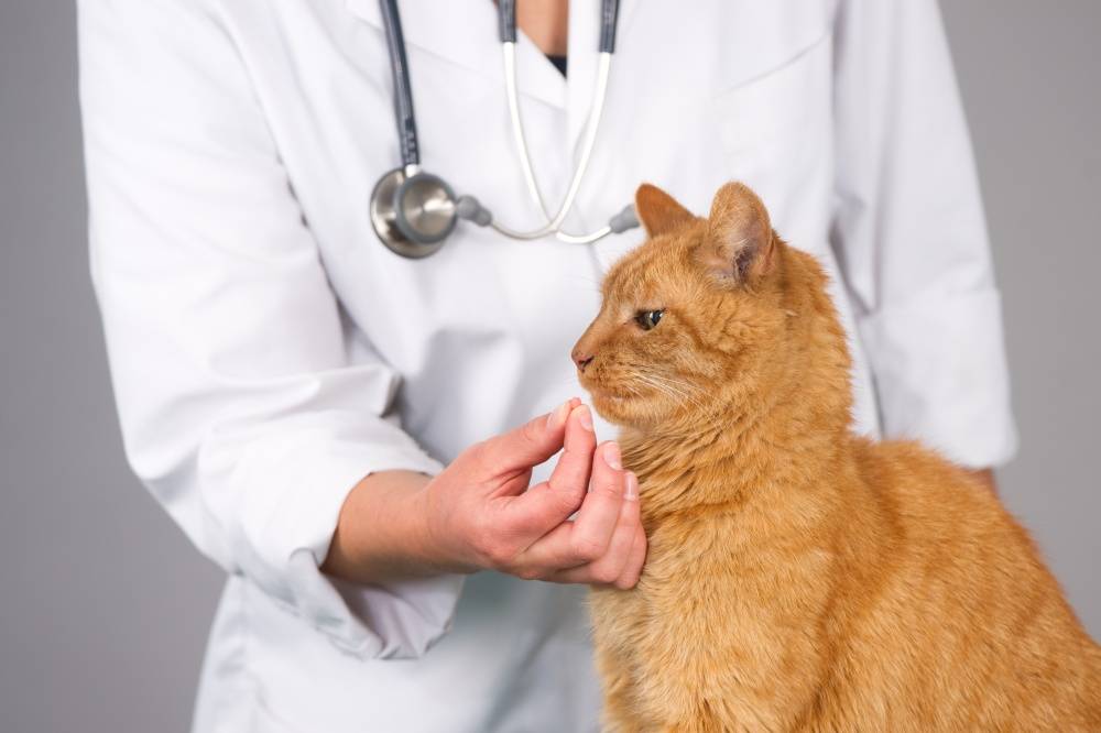 Внутреннее кровотечение у кошки: как распознать и что делать