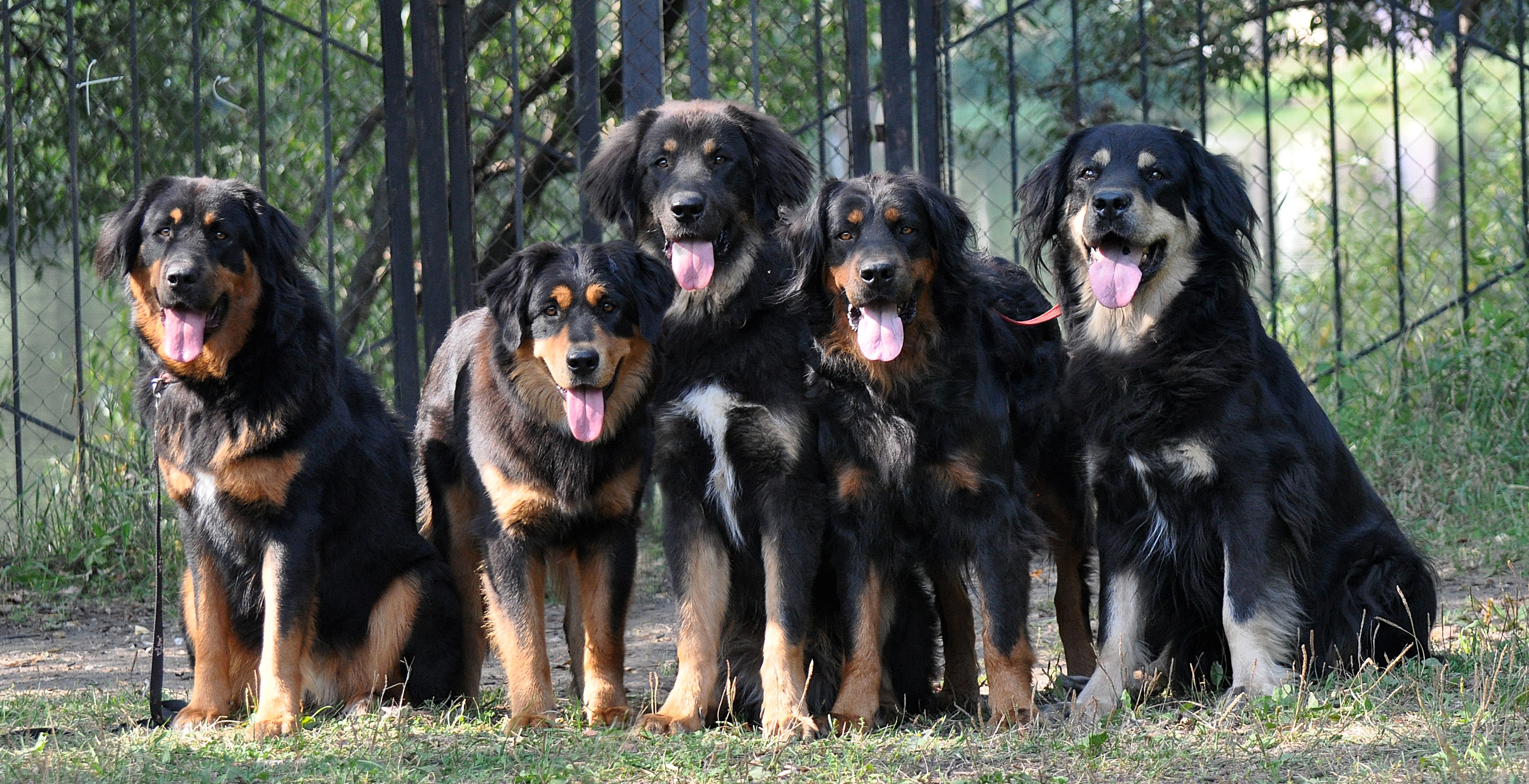 Бурят-монгольские волкодавы — огромные охранные собаки древнейшего происхождения