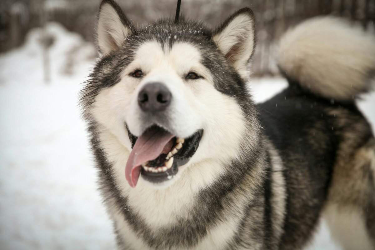 Аляскинский маламут: описание породы собак