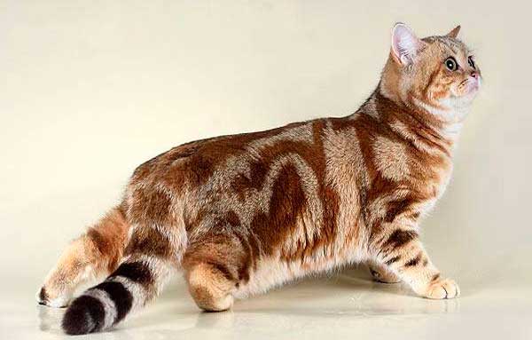 Окрас табби: примеры интересных сочетаний и пород кошек