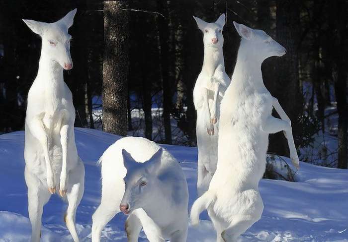 Белый доберман альбинос: особенности собак