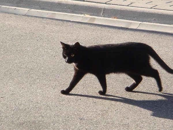 Откуда пошли все суеверия про черных котов и правдивы ли они