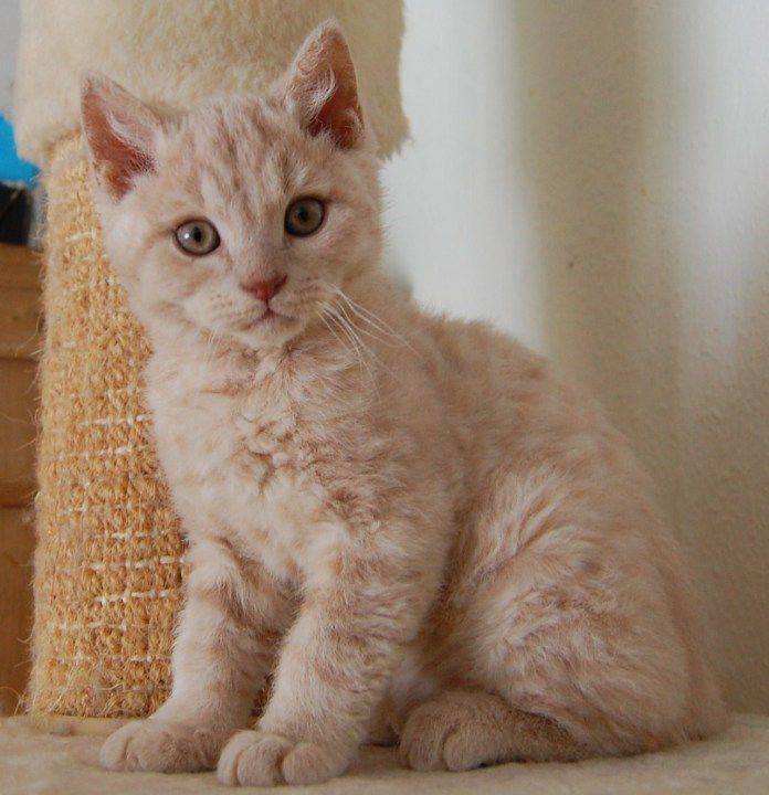 Селкирк Рекс: кошки и коты