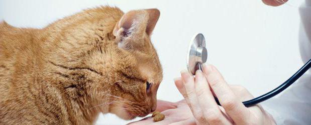 Лейкоз у кошек, вирусная лейкемия: симптомы и лечение