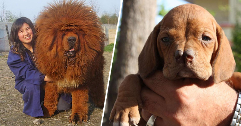Редкие породы собак: самые необычные в мире