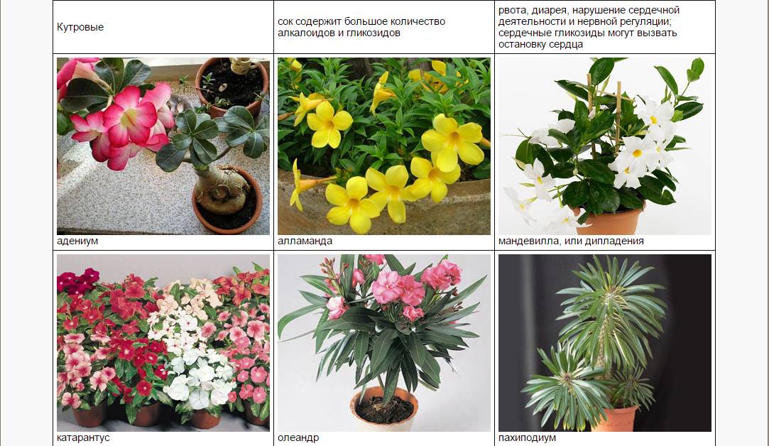 Ядовитые растения для кошек: драцена и другие комнатные цветы