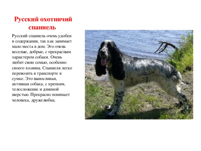 Русский спаниель: характеристика охотничьей породы