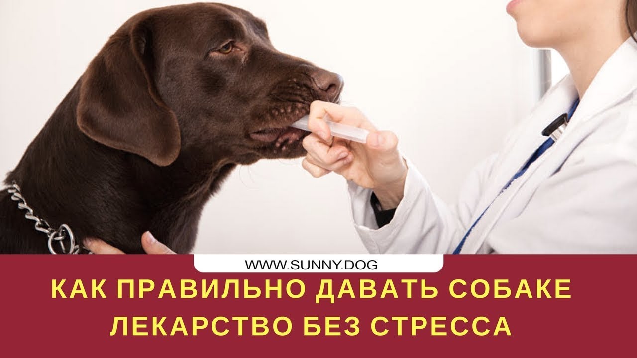 Как дать лекарство собаке