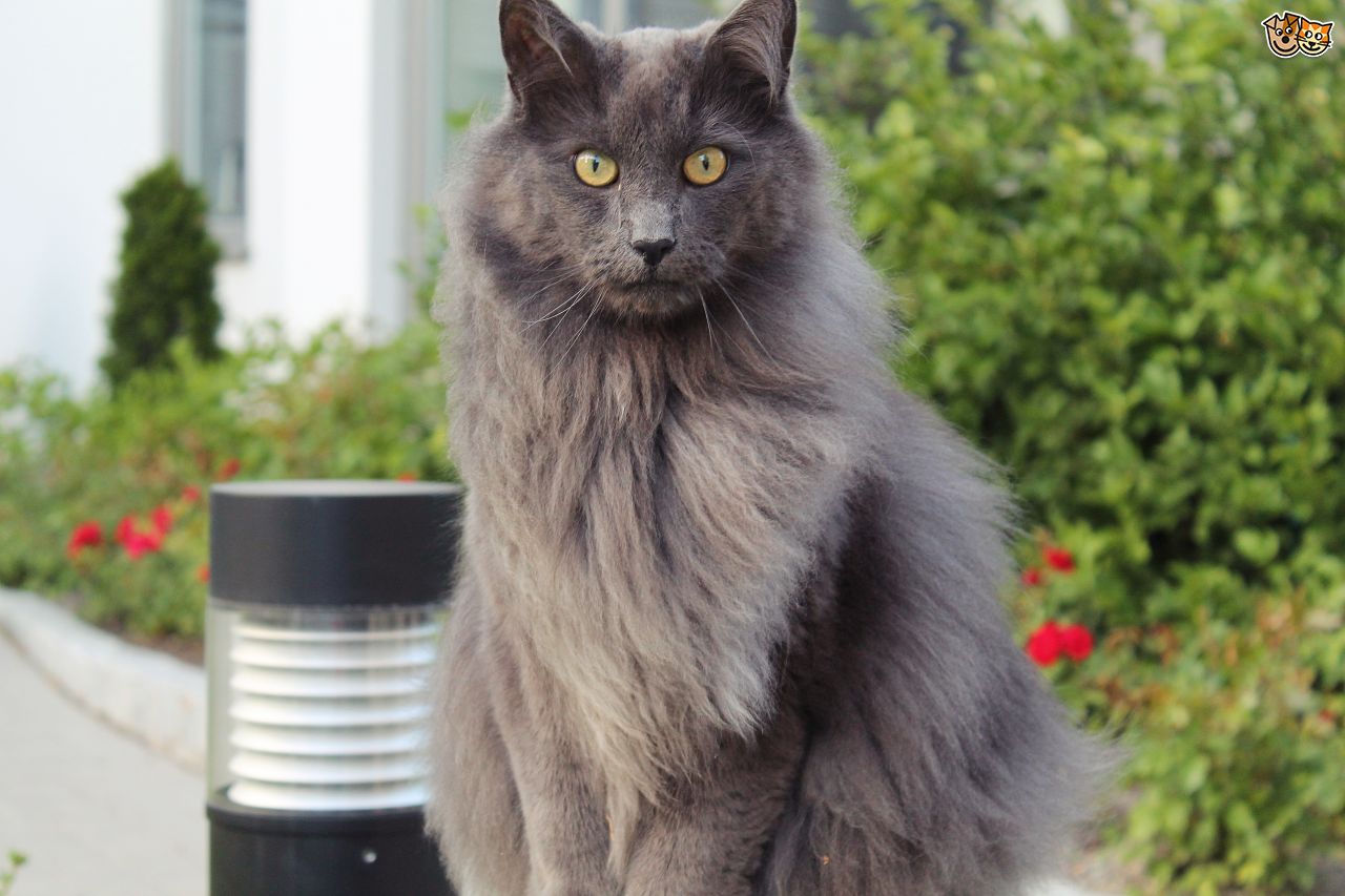 Нибелунг — порода кошек, голубой длинношерстный кот