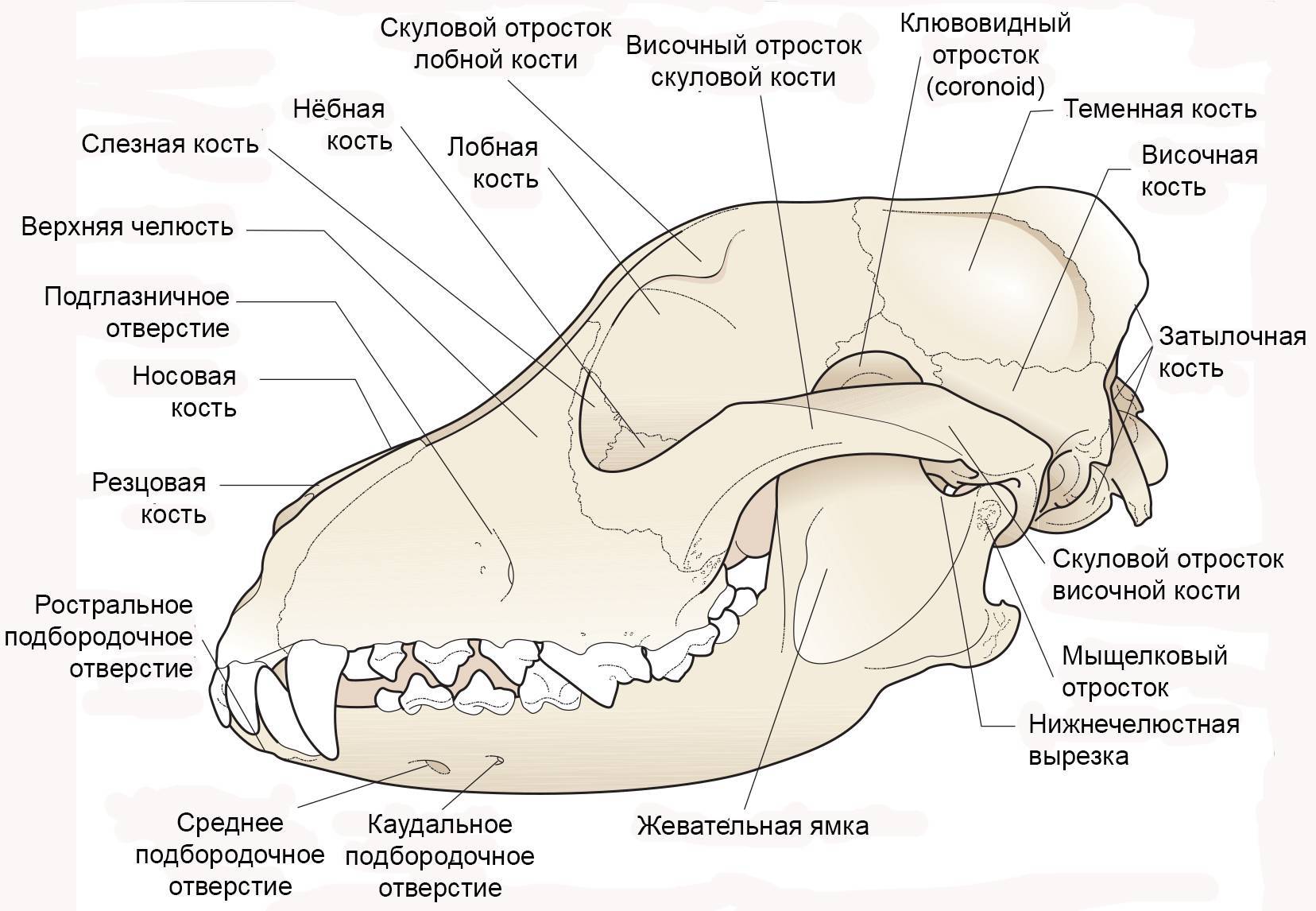 Зубы собак схема