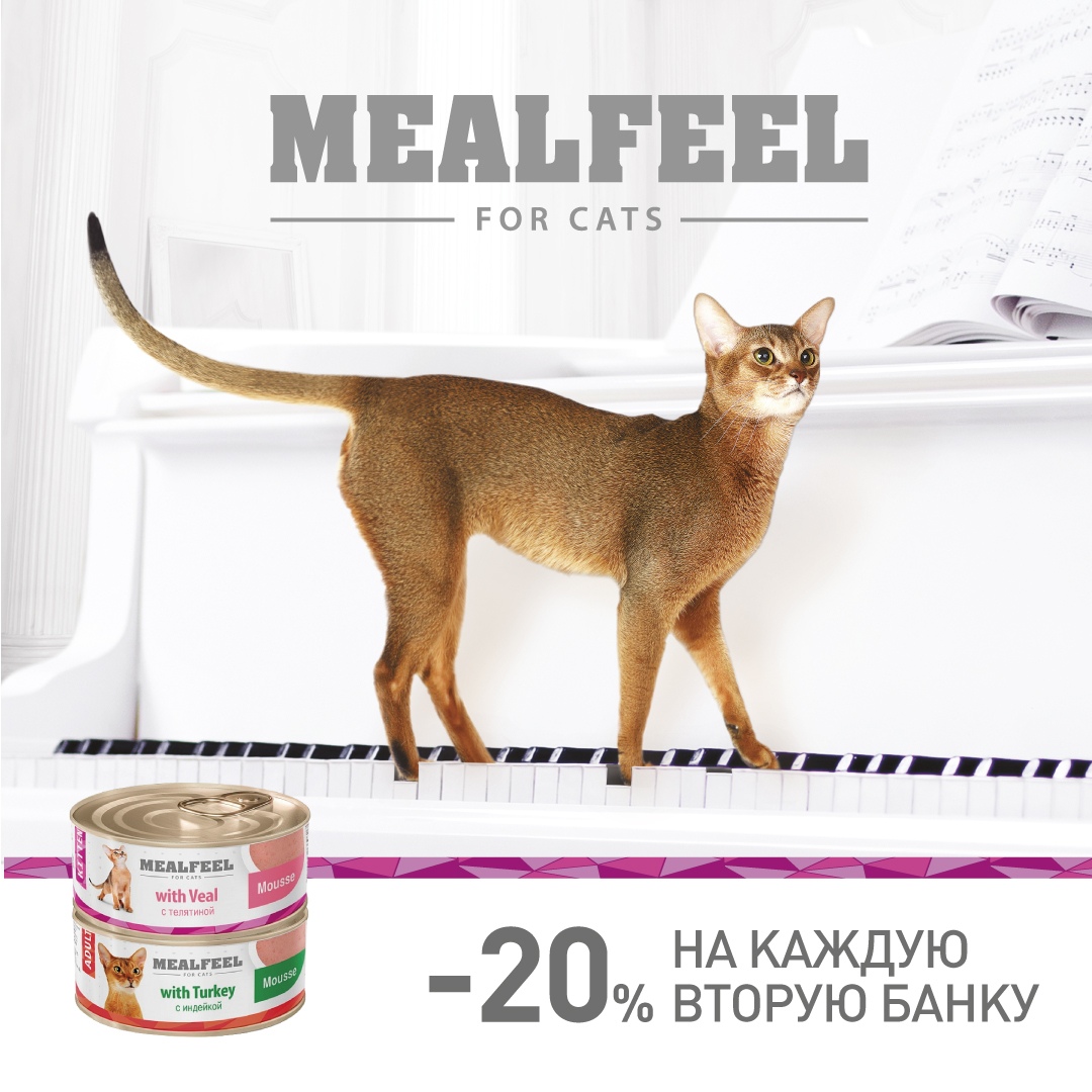 Обзор корма для кошек «Каждый день»