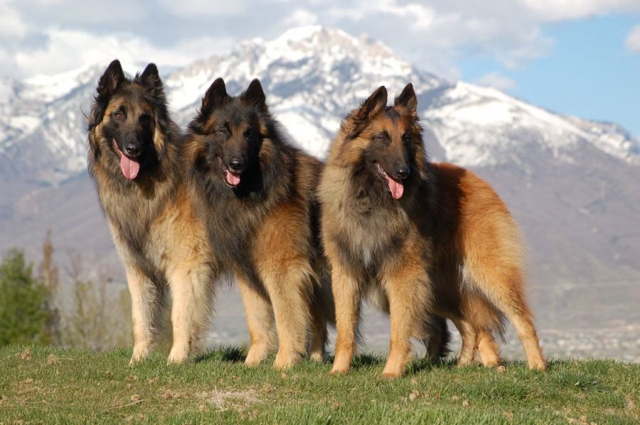 Исландская собака — шпиц по происхождению и овчарка по применению