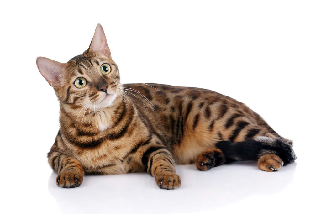 Бенгальская кошка характер и поведение и особенности фото