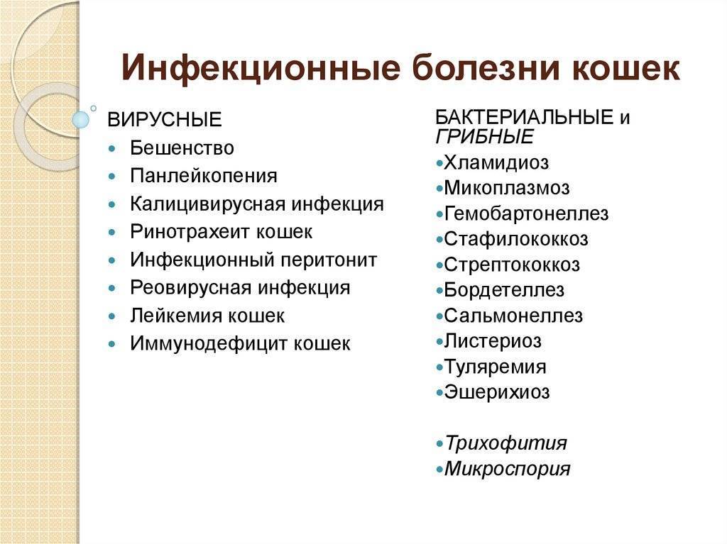Вирусные заболевания у кошек: инфекции, симптомы, лечение