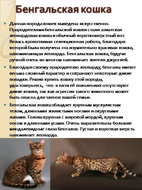 Оцикет кошка — описание породы котов, рыжий котенок