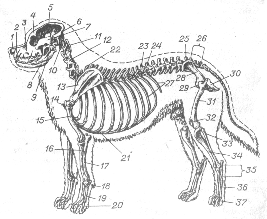 Ребра можно собаке. Скелет собаки строение схема. Скелет немецкой овчарки. Скелет собаки анатомия костей. Собака анатомия строение костей.