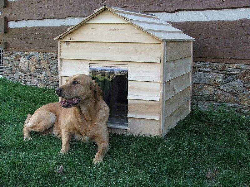 Как приучить собаку к будке во дворе из квартиры