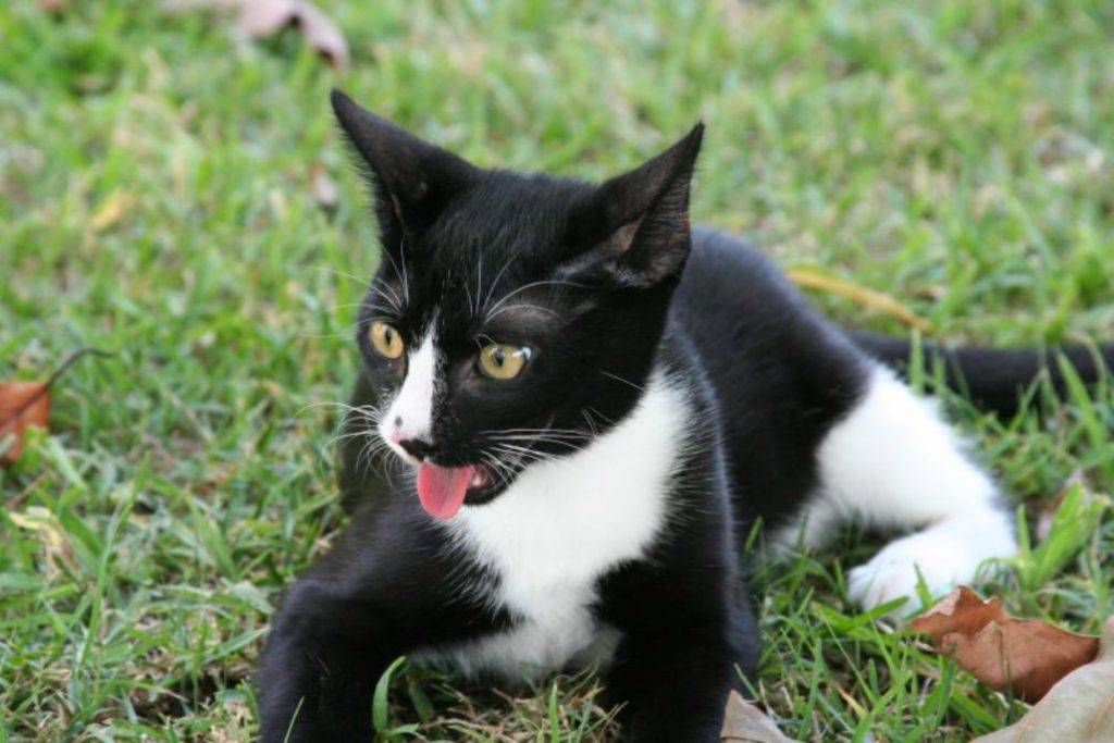 Кот дышит с открытым ртом: в чем причина и что можно сделать