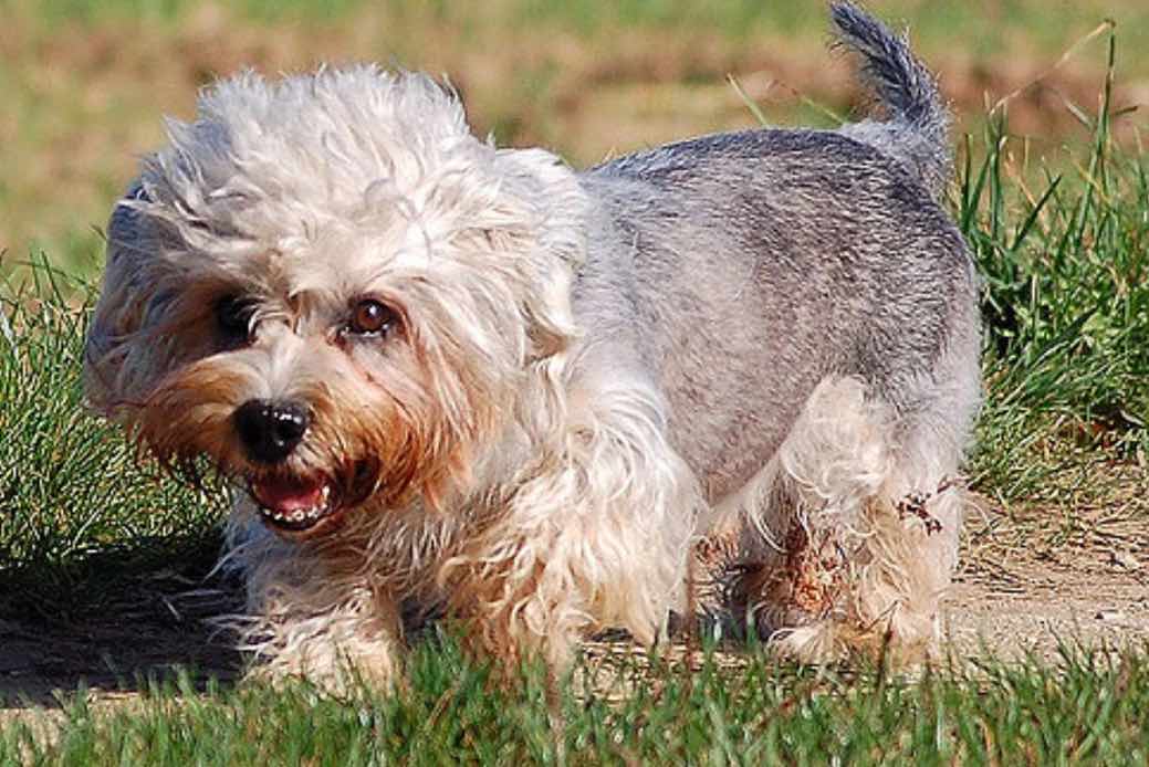 Денди-динмонт-терьер: описание собаки