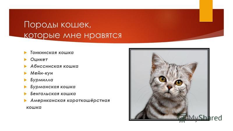 Тонкинская кошка: описание породы и особенности