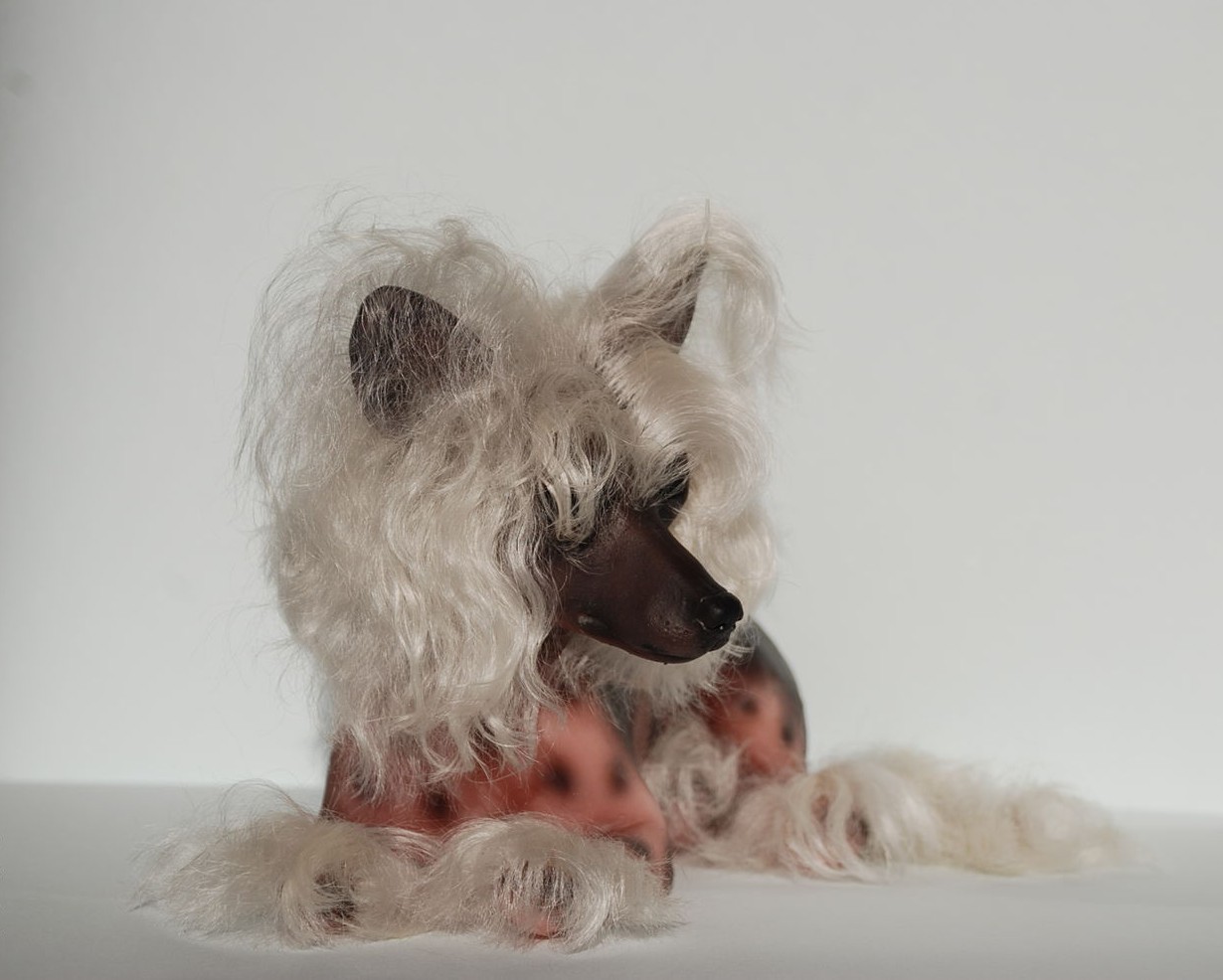 Собака породы китайская пуховая хохлатая собака фото