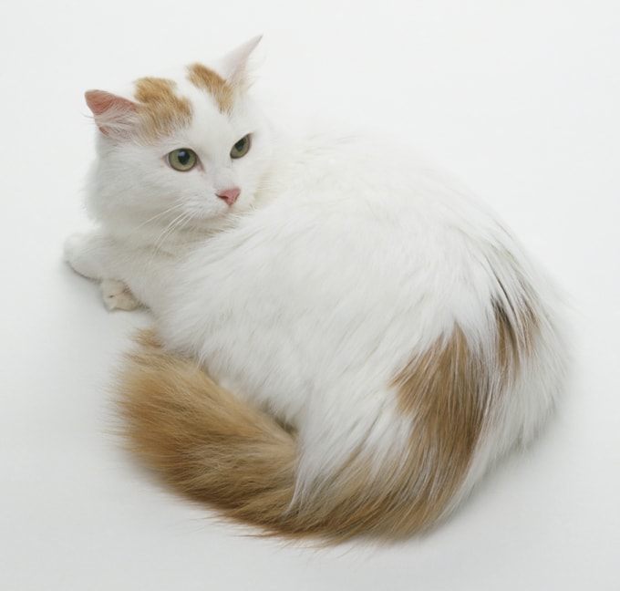 Длинношерстные кошки: американские породы разных окрасов