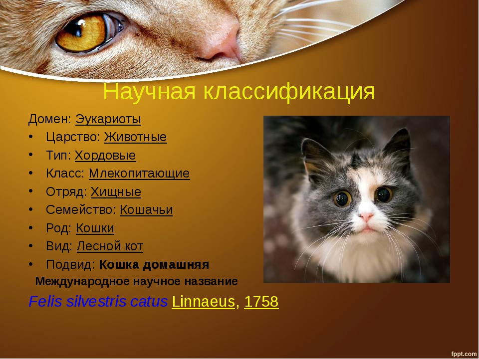 Порядок кота. Классификация кошки домашней. Научная классификация кошек. Систематика кошки. Систематическое положение кошки домашней.