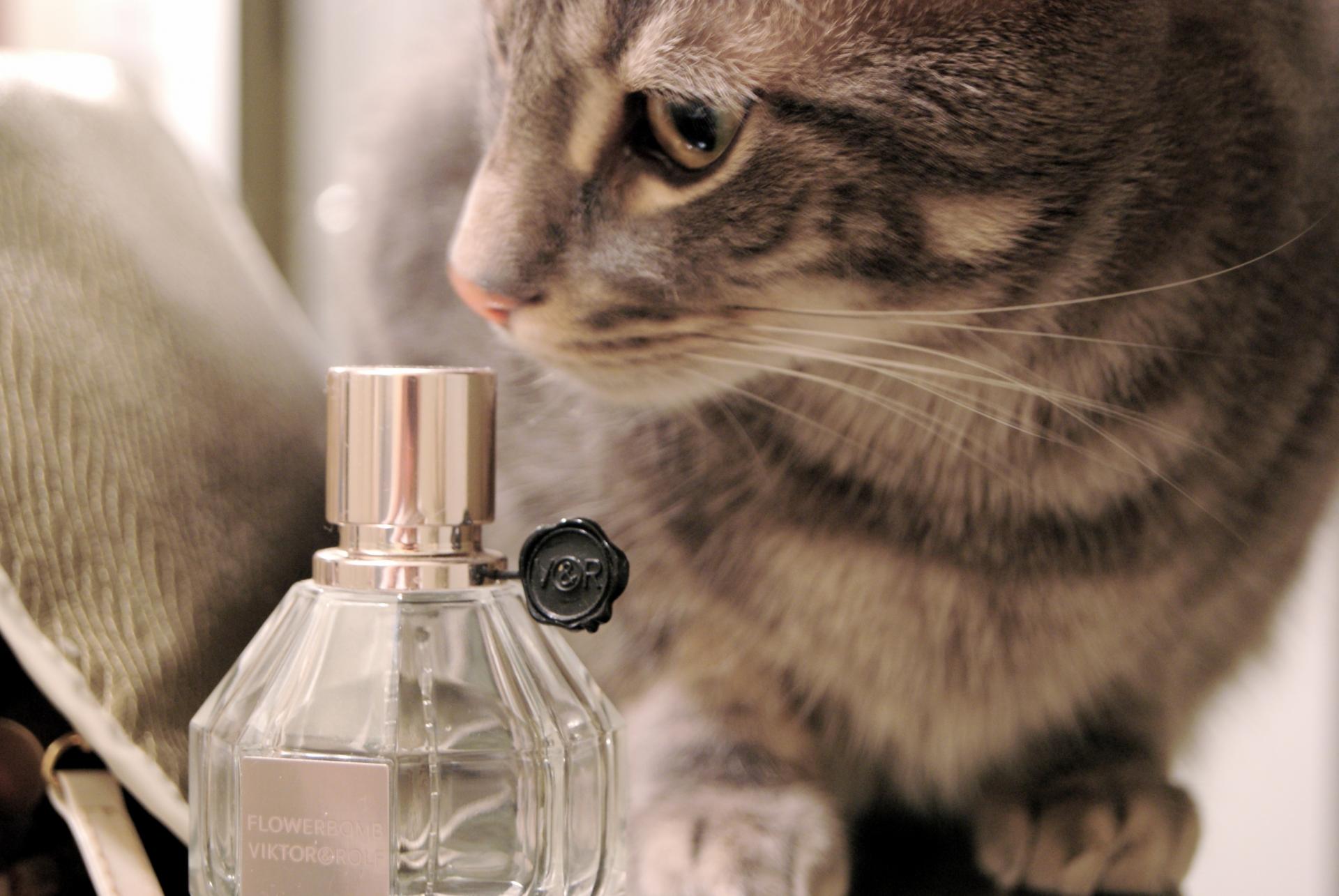 Почему кошки не пахнут?