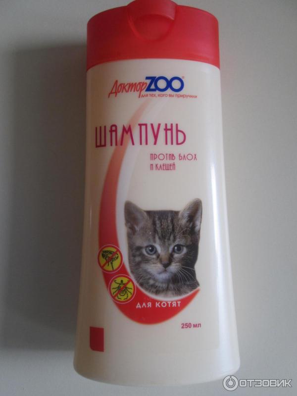 Выбираем шампунь для кошки
