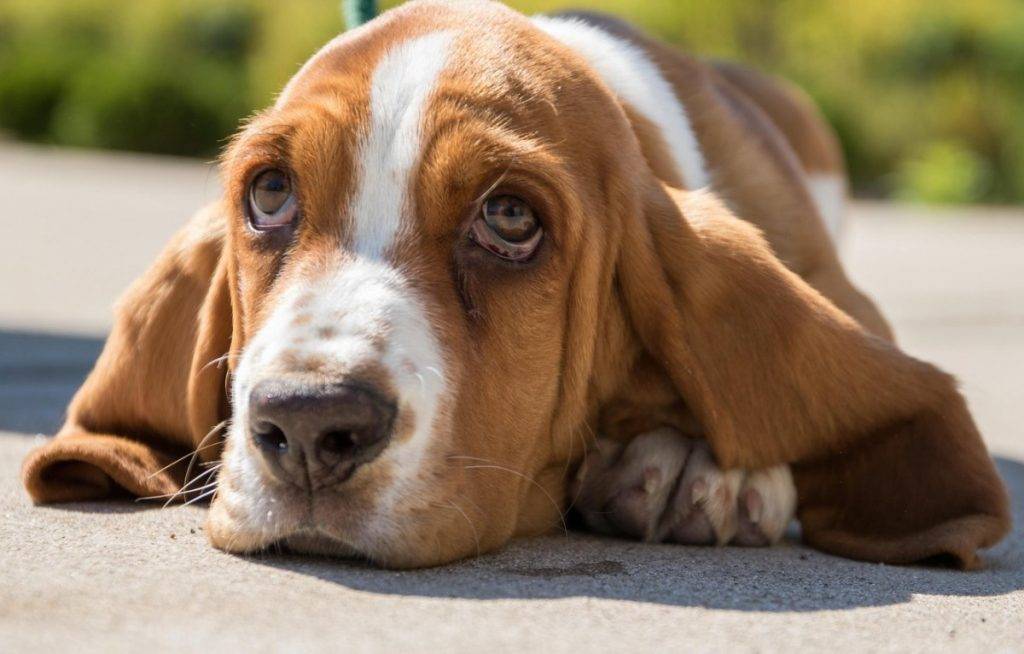 собака с большими ушами и грустными глазами