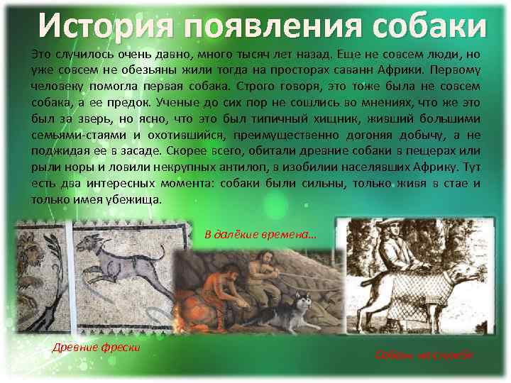 От кого произошли собаки на земле: история