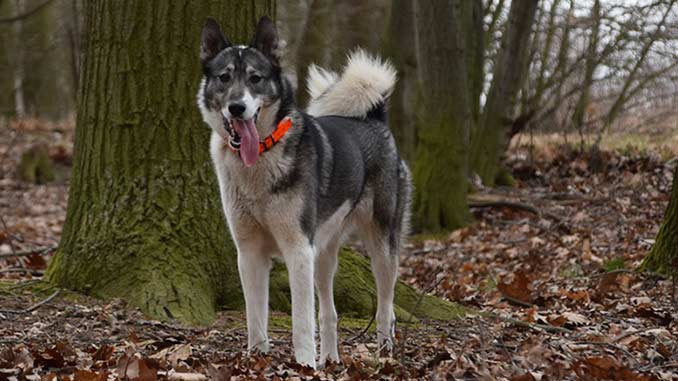 Западно-сибирская лайка — универсальный охотник с внешностью волка