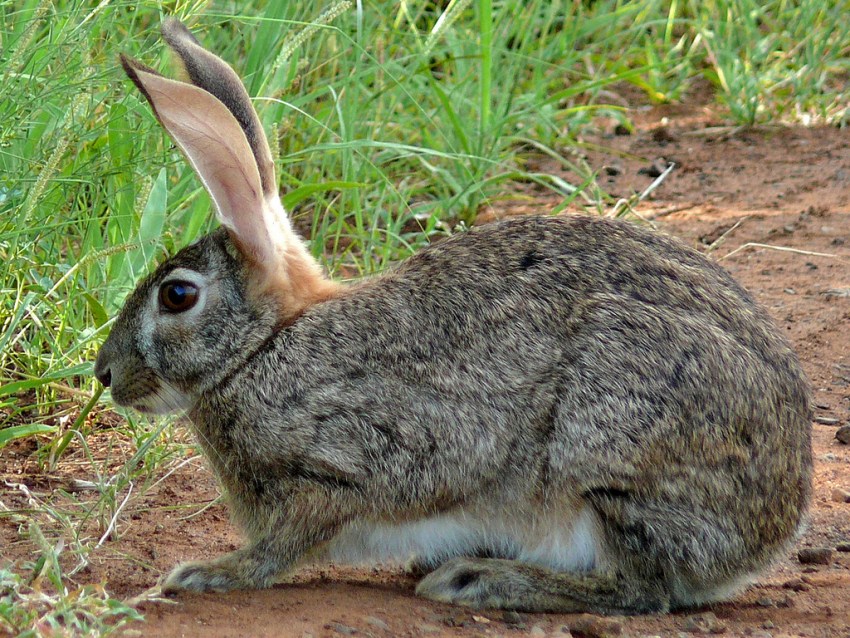 Кролик — это грызун или нет, к какому семейству относятся животное