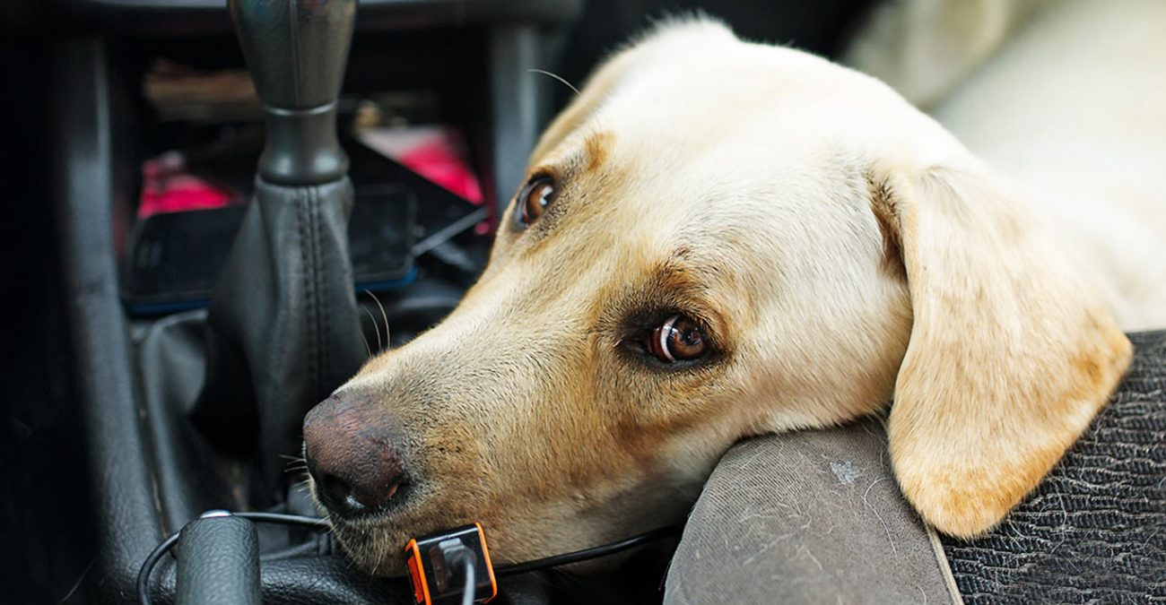 Собаку укачивает в машине: что делать, чтобы не тошнило