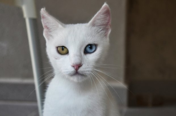 Всё о белых голубоглазых кошках