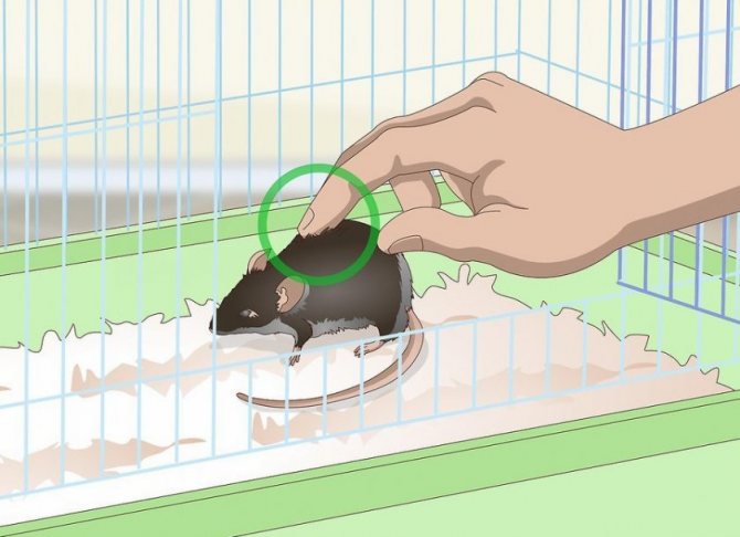 Как приручить крысу к рукам в домашних условиях