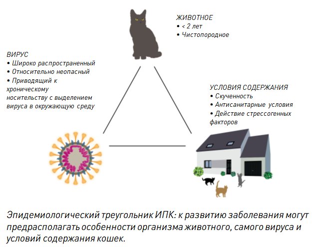 Вирусные заболевания у кошек: инфекции, симптомы, лечение