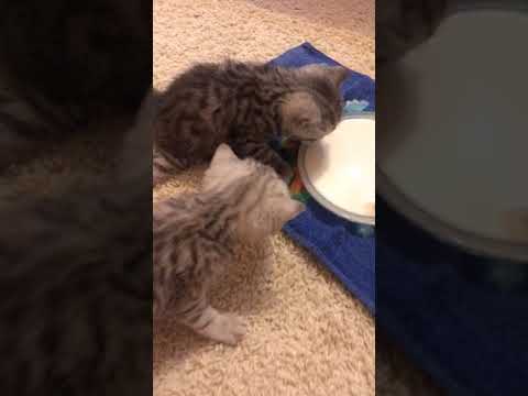 Чем кормить месячного котенка: примеры самостоятельного питания