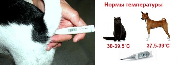 Температура тела кошки: какая считается оптимальной и критической