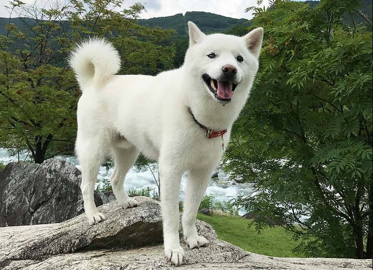 Белоснежная японская собака кисю: отважная охотница со сложным характером