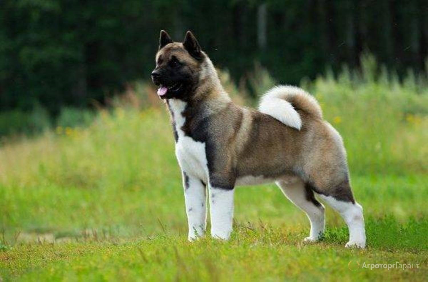 Американская акита: собака с мордой медвежонка, взглядом мудреца и телосложением атлета
