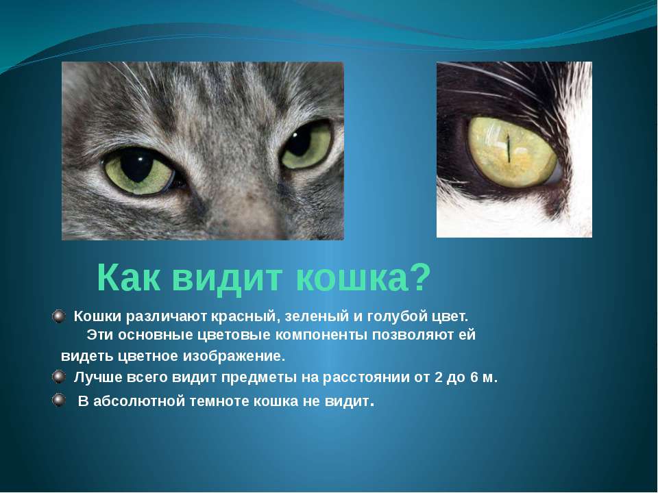 Окружающий мир глазами кошки: особенности кошачьего зрения