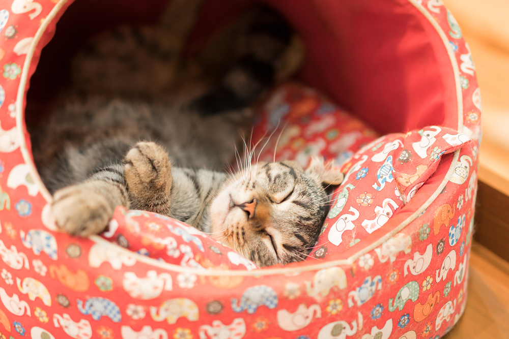 Как приучить кошку к домику и спать в нем