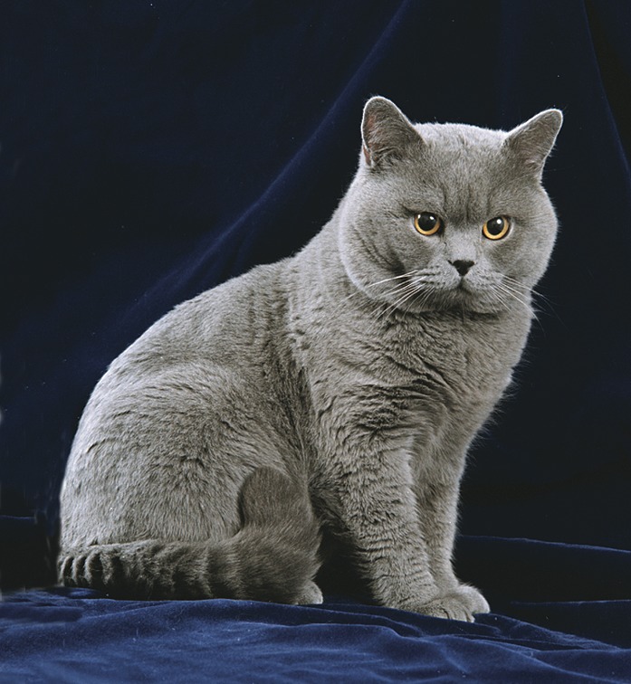 Короткошерстные кошки: список популярных пород